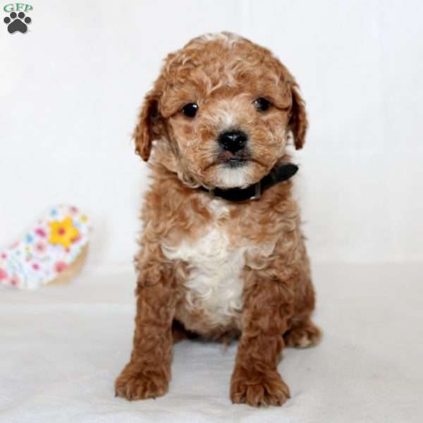Buddy, Mini Goldendoodle Puppy